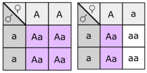 Punnet squares showing two possible outcomes of test cross - homozygote vs heterozygote