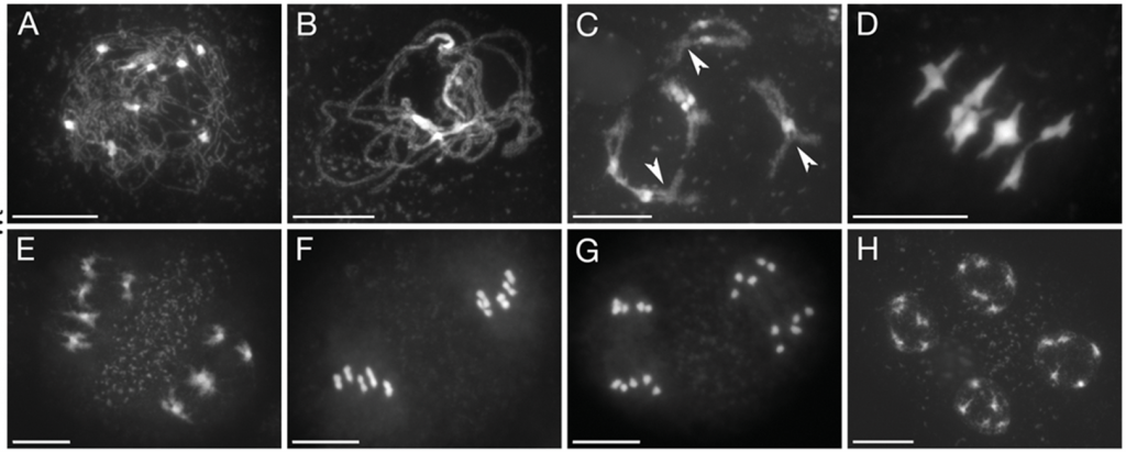 Microscope images of meiosis in Arabidopsis showing various degrees of chromosome condensation - white chromosomes against black background
