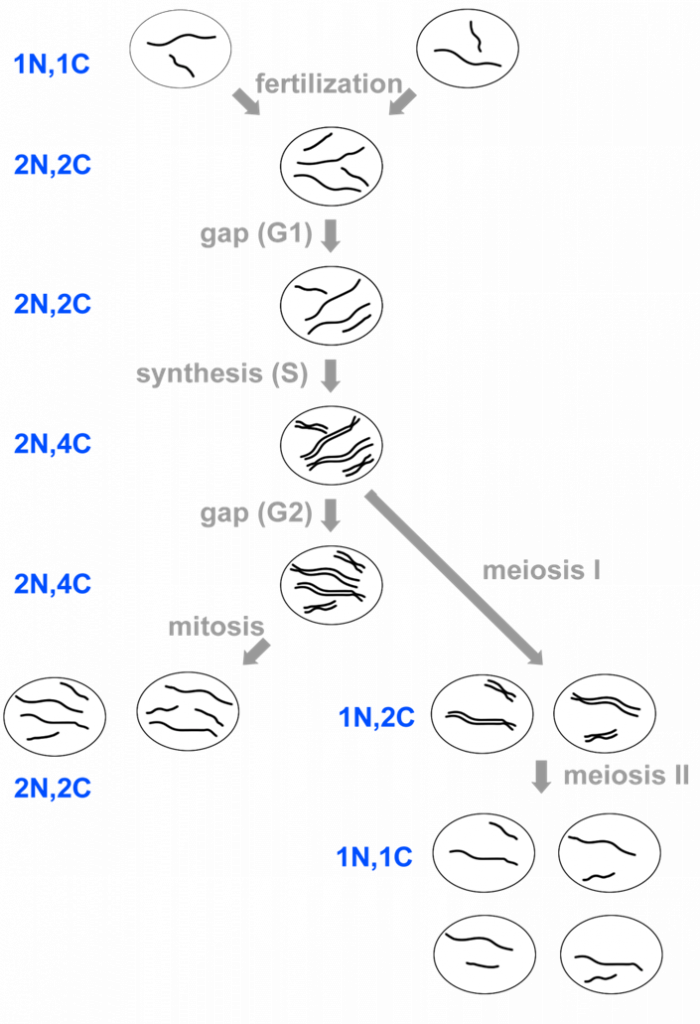 stages of meiosis 1 and 2