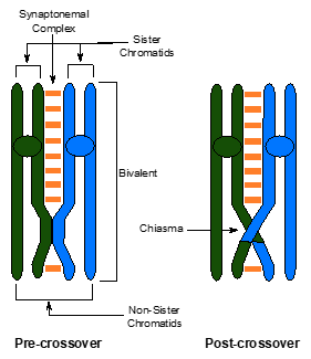 Diagram of a pair of homologous chromosomes (green and blue) during Prophase I showing crossing over of non-sister chromatids