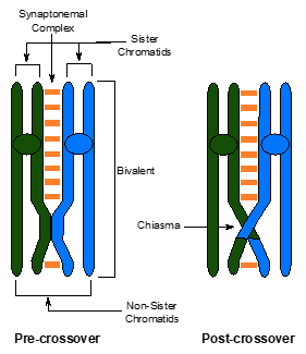 Differntiate between single crossover and double crossover and involvement  of chiasmata in it with simple diagram.