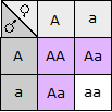 A Punnett square showing cross of big A small a by big A small a