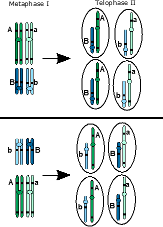 Independent assortment as seen on two different chromosomes. coloured blue and green