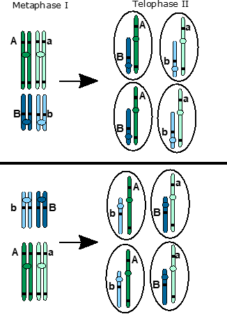 independent assortment of chromosomes