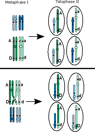 Independent assortment as seen on the same chromosome, coloured green