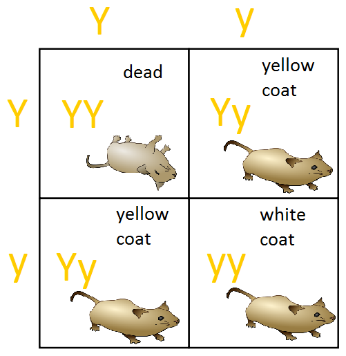 Punnett square showing the death of an offspring with lethal allele