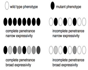 Ovals of various shades of black, grey and white, used to demonstrate penetrance 