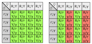 Two punnet squares showing different outcomes of a test cross depending on homozygous or heterozygous dihybrid organism