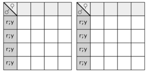Blank punnet squares for learner to complete