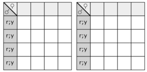 Blank punnet squares for learner to complete 