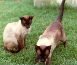 Picture of two Siamese cats showing variation in fur colour from dark brown to white