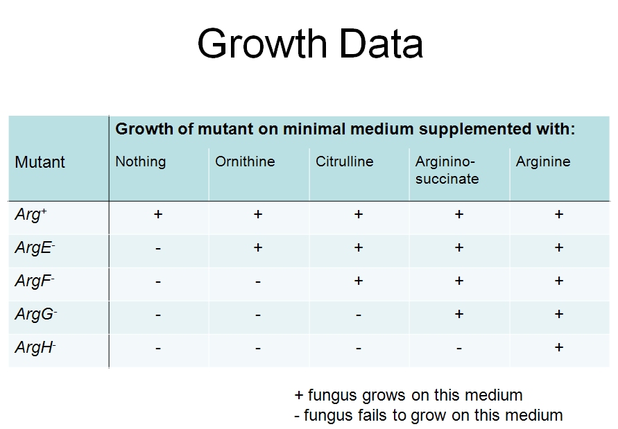 Table showing ability of fungus to grow or not depending on nutrient supplied and the strain of mutant