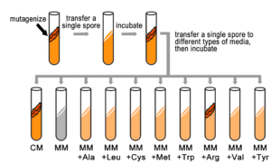 Test tubes with orange liquid showing process of creating colonies of fungi 