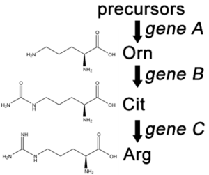 Molecular Structures of amino acids