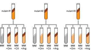 Test tubes with orange or grey contents to show ability of different mutants to grow in various media