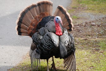 Picture of a turkey with multiple coloured body parts