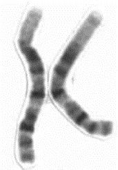Black and white image of a pair of homologous chromosomes, with centromeres in the middle