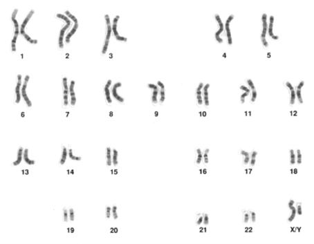 11.2 Genetic Mapping – Introduction to Genetics