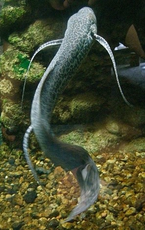 Photo of a grey Marbled Lungfish in its natural habitat