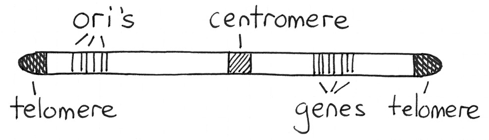 12.1 Introduction Introduction to Genetics