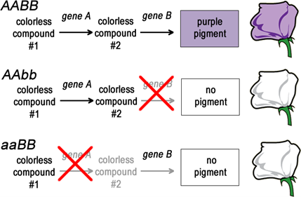 Image showing two enzymes encoded by two different genes modify chemical compounds in two sequential reactions to produce a purple pigment.