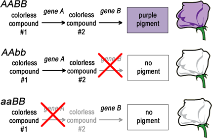 1.5: Linkage - Biology LibreTexts