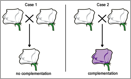 Image showing white flowers produced versus purple flowers produced upon mating different strains of white flowers.