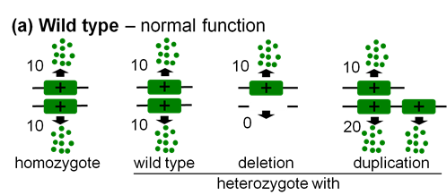 Image showing the normal function of the wild type alongside duplication and deletion in terms of gene product