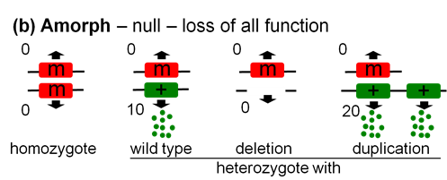 Image showing loss of function in an amorph