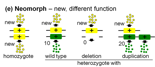 Image showing new gene function in neomorph