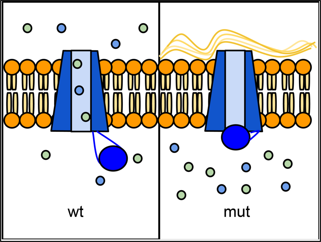 Image showing Wild-type and mutant forms of CFTR in the cell membrane.