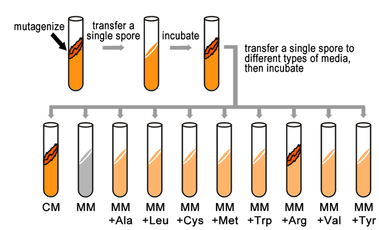 Test tubes with orange contents showing how a single mutagenized spore is used to establish a colony of genetically identical fungi.
