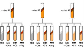 The One Gene One Enzyme Hypothesis Introduction To Genetics