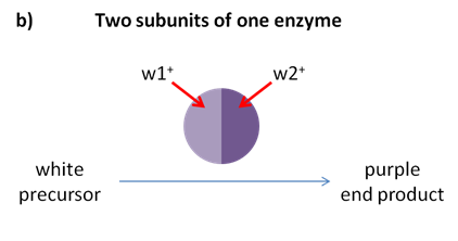 Simple graphic to show two sub-units of an enzyme working together to produce colour