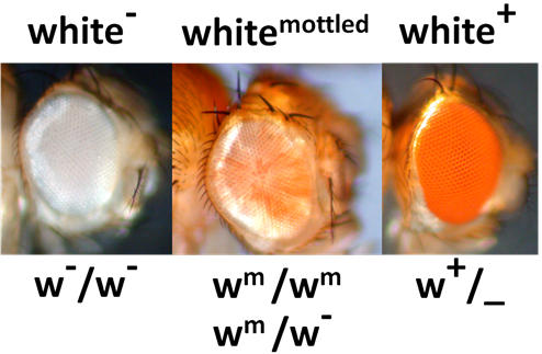 Close up pictures of Drosophila eyes which are white, mottled or orange in colour