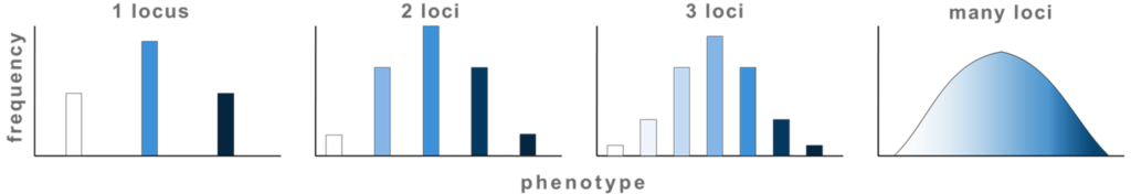 4 graphs showing increasing number of phenotypic classes as more loci affect a single trait. 