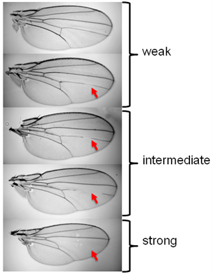 Mutations in wings of Drosophila melanogaster showing weak to strong expressivity.