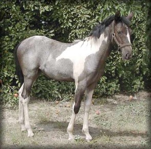 A horse with Bay Roan Tobiano coat colour which is a mixture of brown and white