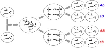 Graphic of cells dividing by meiosis and showing the segregation when two loci are on non-homologous chromosomes.