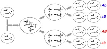 Segregation Of Genes - Meiosis And Other Factors Affecting Genetic  Variability - MCAT Content