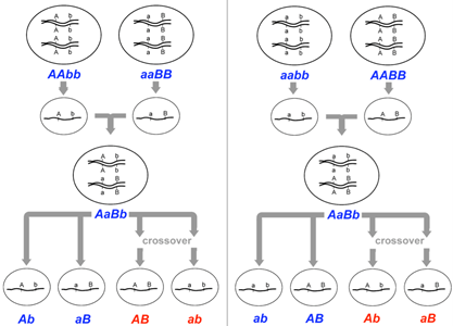 9.3 Recombination and Recombination Frequency – Introduction to Genetics