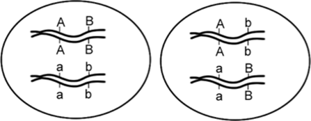 Two cells - one with alleles in coupling configuration (left) and the other with repulsion configuration (right).