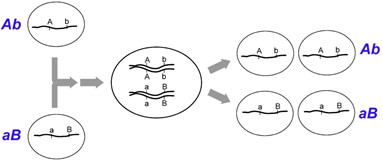 Image shows that if two loci are completely linked, their alleles will segregate in combinations identical to those present in the parental gametes (Ab, aB).