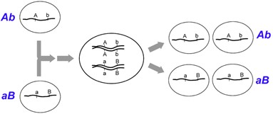 11.2 Genetic Mapping – Introduction to Genetics