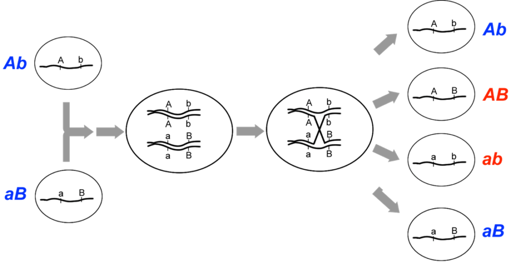 Image shows a crossover between two linked loci can generate recombinant genotypes (AB, ab), from the chromatids involved in the crossover. 