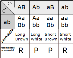 Diagram of a Punnett Square showing an example of a test cross where homozygous recessive tester can only produce one gamete type so only one is listed.