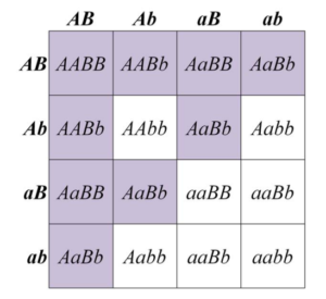 Punnett square showing production of flower colour in a dihybrid cross