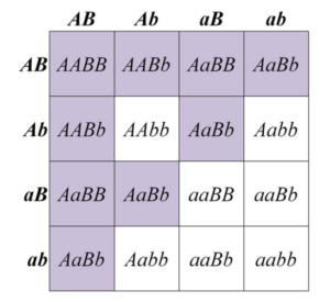 Punnett square showing production of flower colour in a dihybrid cross 