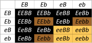 Punnett square showing production of various coat colours in Labrador retrievers