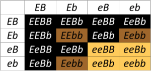 Punnett square showing production of various coat colours in Labrador retrievers 